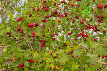 Red fruit of Crataegus monogyna, known as hawthorn or single-seeded hawthorn ( may, mayblossom, maythorn, quickthorn, whitethorn, motherdie, haw )