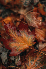 Orange and brown fallen wet maple leaves lying on the ground after rain. Amazing Autumn colors. Vertical