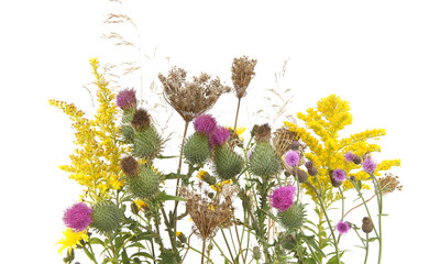 Autumn meadow flowering and dry wild grass and herbs isolated on white background. Border of meadow flowers (Carduus,  Solidago) wildflowers and plants in autumn time.