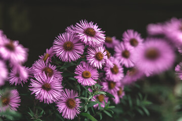 a close up of a blooming aster flowers with dark background