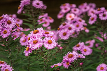 a close up of a blooming autumn aster flowers 