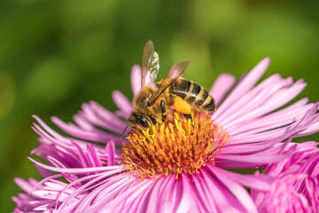 a close up of a bee collecting nectar from an autumn aster flower