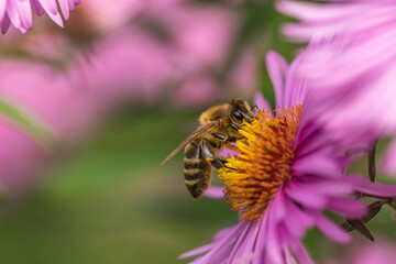 a close up of a bee collecting nectar from an autumn aster flower