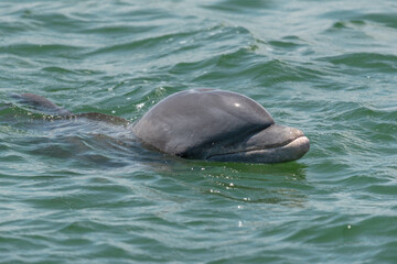 A bottlenose dolphin with head above the water