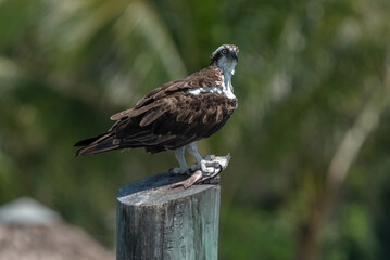 An osprey stands on a post with it's catch, Marco Island, Florida