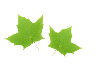 Fototapeta premium maple leaf isolated on white