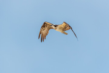 An osprey in flight