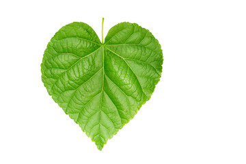 heart shaped leaf