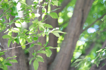 Obraz premium Natur - Blumen - Blätter - Blüten - Bäume