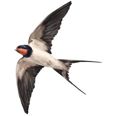 Bird Swallow - obrazy, fototapety, plakaty