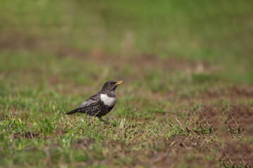 Ring Ouzel (Turdus torquatus) walking on grass