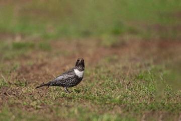 Ring Ouzel (Turdus torquatus) walking on grass
