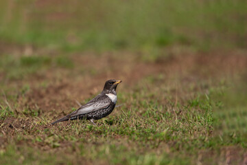 Ring Ouzel (Turdus torquatus) walking on grass