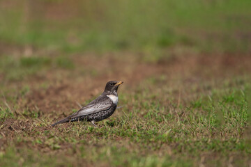 Ring Ouzel (Turdus torquatus) walking on grass