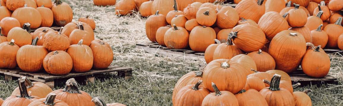 Pumpkin patch on grass and palets Hope at Miami Lakes United Methodist Church