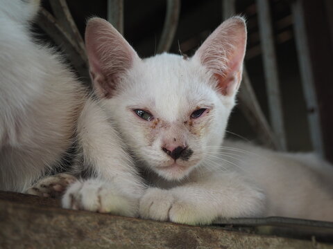 White kittens suffer from cat flu and festering sore eye, Cat disease concept