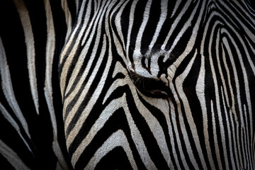 Fototapeta na wymiar closeup portrait of a zebra