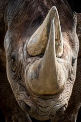 close-up portrait of a rhino face with horns