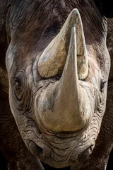 Gardinen Nashorn close-up portrait of a rhino face with horns  © Ralph Lear