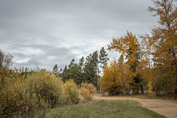 Fototapeta premium Landscape with a yellowed meadow, coniferous and golden deciduous trees and a cloudy autumn sky and a forest road