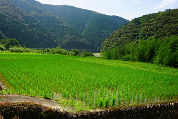 Fototapeta na wymiar Fresh green summer rice paddy field in Kochi, Japan - 日本 高知県 水田 