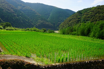 Fresh green summer rice paddy field in Kochi, Japan - 日本 高知県 水田 