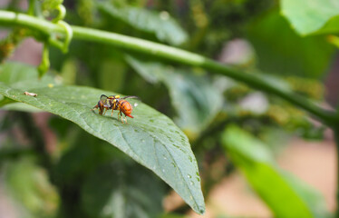 Oriental fruit fly (Bactrocera dorsalis) sucking water droplets from green leaves, blurred background.