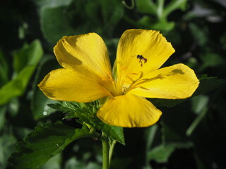 Yellow flower, Sage rose, West indian holly (Turnera ulmifolia) with sunlight through light and shadow
