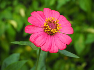 Obraz premium Pink zinnia flower, Zinnia flower (Zinnia violacea Cav.) in the garden