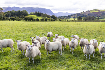 A field of sheep in the English Lake District in Lorton Vale at Armaside, Cumbria UK