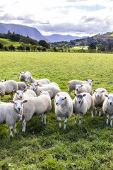 Obraz premium A field of sheep in the English Lake District in Lorton Vale at Armaside, Cumbria UK