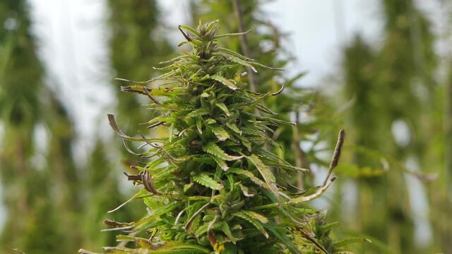 Narcotic marijuana plants in agricultural field outdoors. Medicinal cannabis field cultivation. Illegal narco weed plantation growing outdoors 