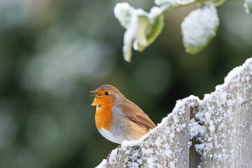 Festive image of a European Robin (Erithacus rubecula) standing in snow.