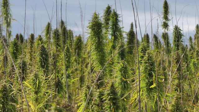 Narcotic marijuana plants in agricultural field outdoors. Medicinal cannabis field cultivation. Illegal narco weed plantation growing outdoors 