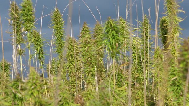 Narcotic marijuana plants in agricultural field outdoors. Medicinal cannabis field cultivation. Illegal narco weed plantation growing outdoors 