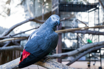 red and yellow macaw