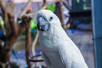 blue and white parrot
