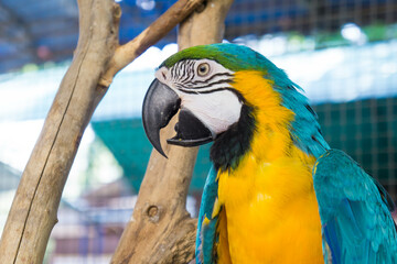 blue and yellow macaw ara © Panwadee