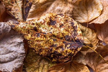 Close-up of orange and brown autumn fallen leaves