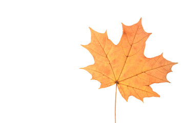 Yellow maple leaf on white background. Copy space.