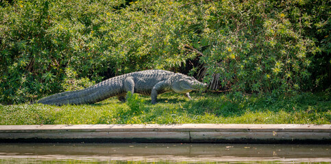 Gigantic Alligator walking in grass at Gator Farm in Orlando Florida.