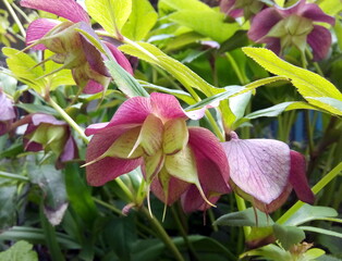 Seed pods of Helleborus orientalis, a perennial plant also known as lenten rose