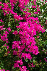 Bougainvillea flowers and bougainvillea plant tree in summer