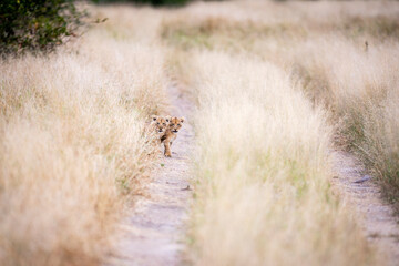 Two lion cubs, Panthera leo, look down a dirt track through long yellow grass.