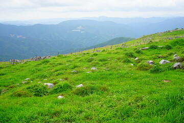 Fototapeta na wymiar Beautiful Outdoor Green Field View of Shikoku Karst Natural Park in Kochi, Shikoku, Japan - 日本 高知県 四国カルスト 姫鶴平の高原 