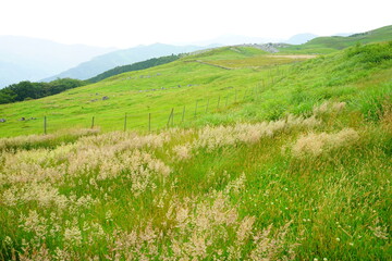 Beautiful Outdoor Green Field View of Shikoku Karst Natural Park in Kochi, Shikoku, Japan - 日本 高知県 四国カルスト 姫鶴平の高原	