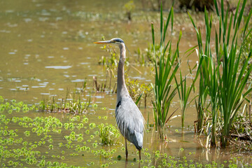 Great Blue Heron fishing at wildlife sanctuary in Roswell Georgia.