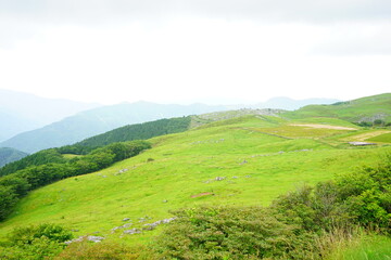 Beautiful Outdoor Green Field View of Shikoku Karst Natural Park in Kochi, Shikoku, Japan - 日本 高知県 四国カルスト 姫鶴平の高原	