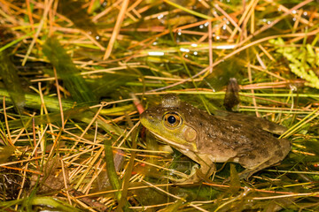 Mink Frog (Lithobates septentrionalis)