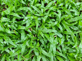 green lawn wallpaper pattern background